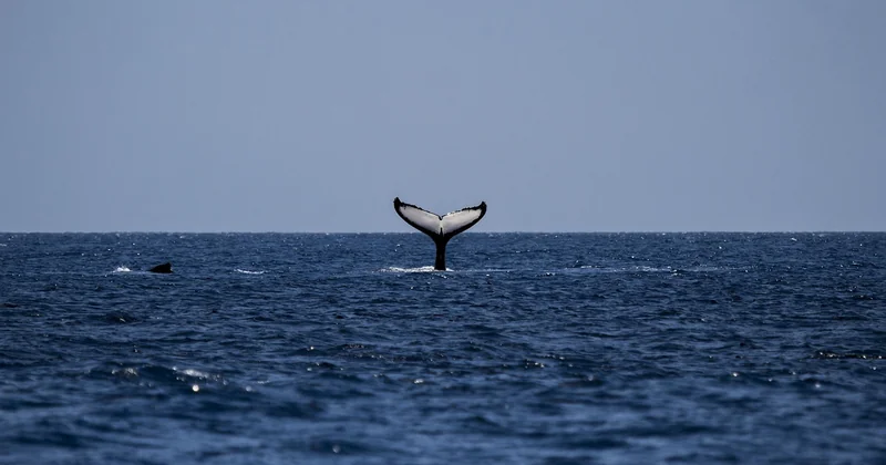 Baleines ou dauphins : arrêtons la confusion