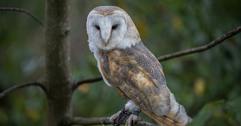 Séjour insolite en cabane perchée dans les arbres en France