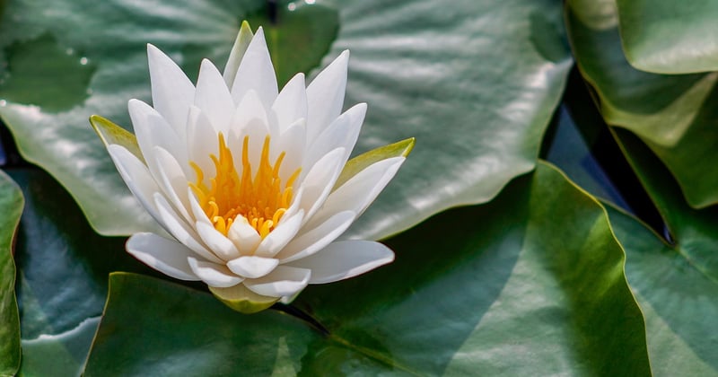 Séjour bien-être en duo spa nature : l'évasion à deux dont vous rêvez