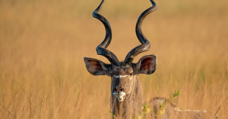 Observation de la faune dans un parc national sauvage : nos secrets