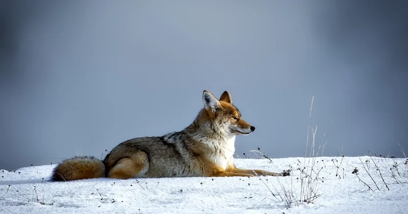 Où trouver un vrai parc naturel autour de Lyon ?