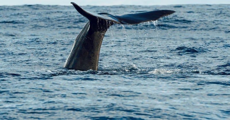 Où observer les baleines en Bretagne sud : les meilleurs spots